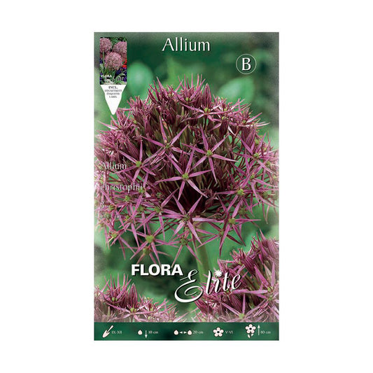Bulbos Allium chistophii morado Elite 3 uds