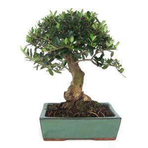 Bonsái Olea europaea sylvestris 10 años ACEBUCHE