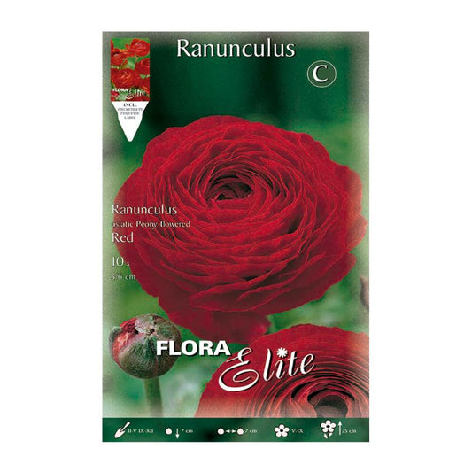 Bulbos Ranúnculo rojo Elite 10 uds