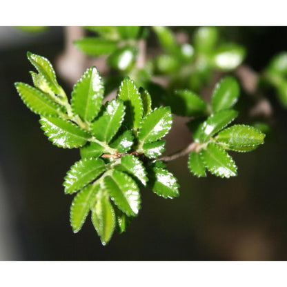 Bonsái Zelkova parvifolia 6 años - OLMO CHINO