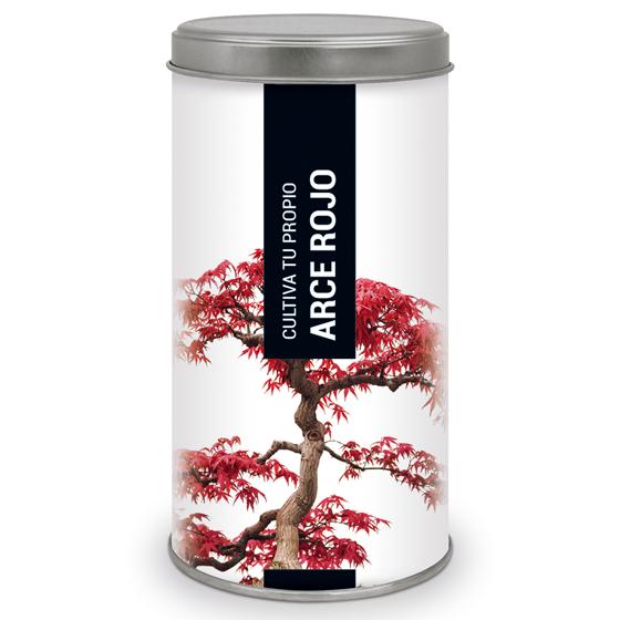 Cultiva tu propio Arce Rojo