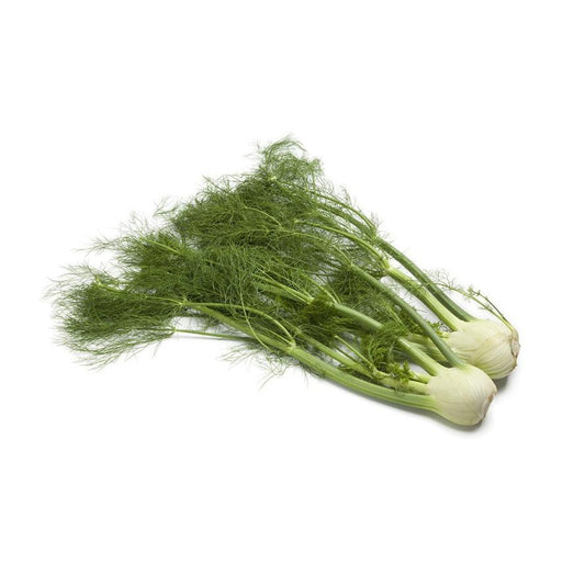 Plantón de Hinojo 6 uds. Gama Tradicional