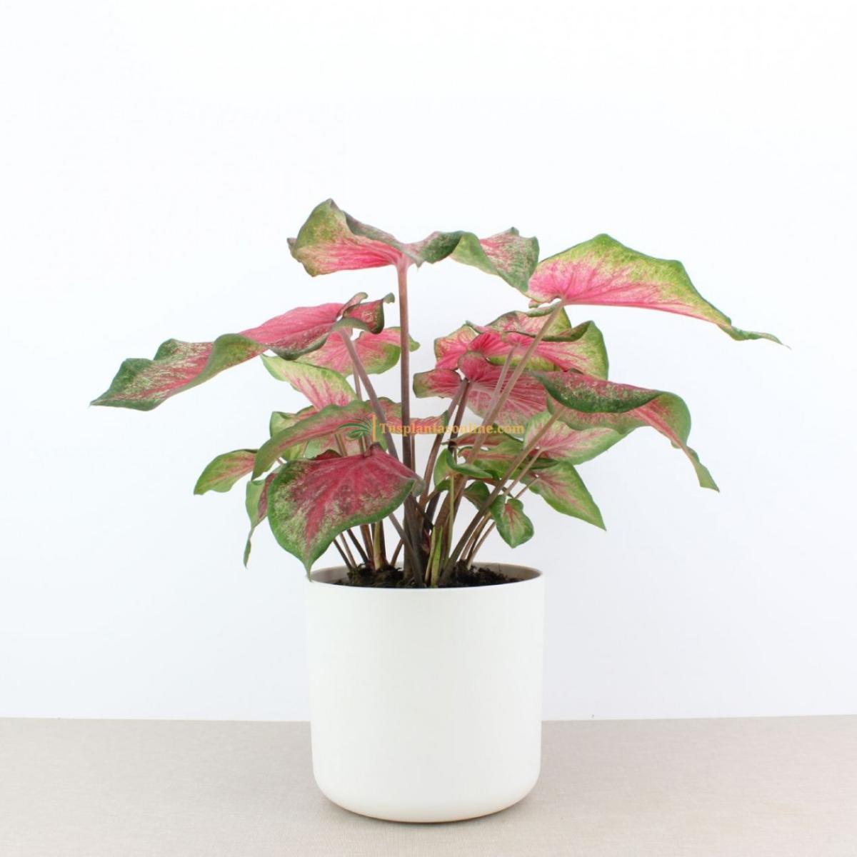 Caladium Bombshell  hoja fancy  verde oscuro y rojo