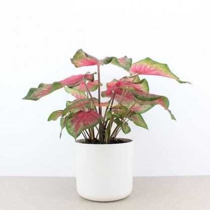 Caladium Bombshell  hoja fancy  verde oscuro y rojo