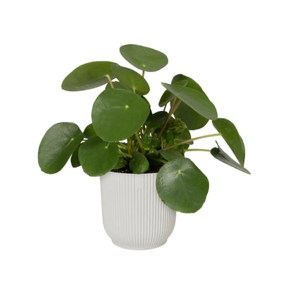 Macetero vibes fold round silky white Elho 25 cm