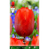Bulbos Tulipán Darwin naranja Elite 10 uds