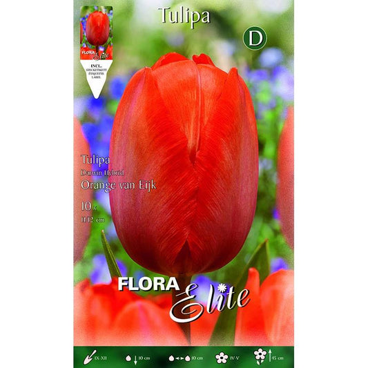 Bulbos Tulipán Darwin naranja Elite 10 uds