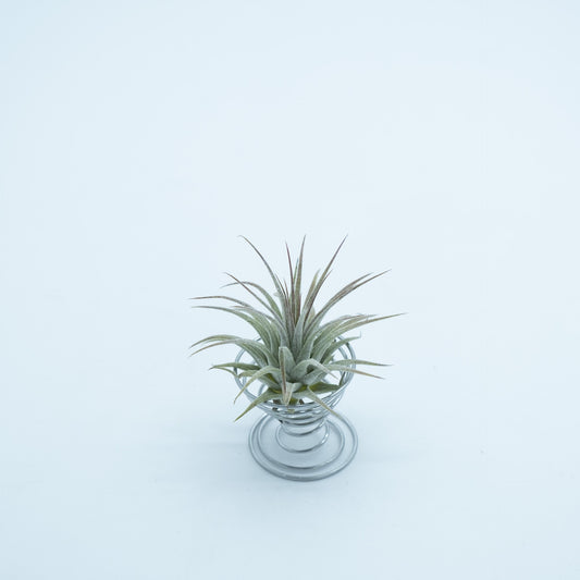 Tillandsia Ionantha Silver