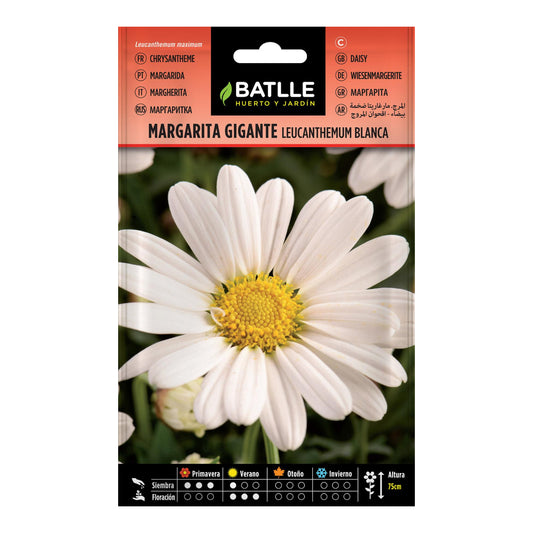 Semillas de Margarita gigante Leucantemum blanca Batlle
