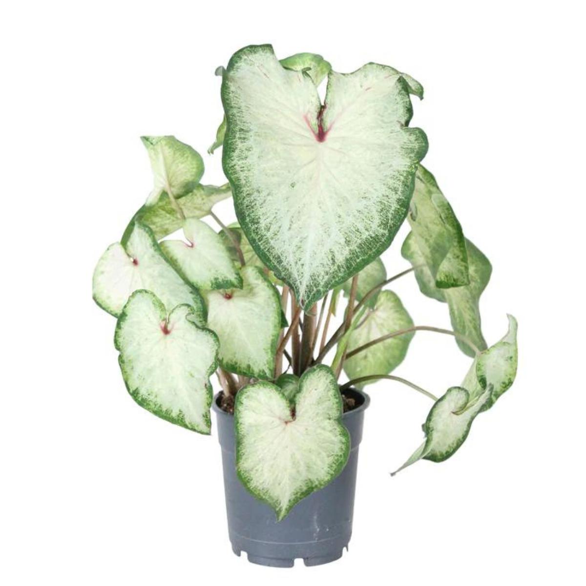 Caladium White delight  Hoja strap verde y blanco