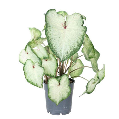 Caladium White delight  Hoja strap verde y blanco