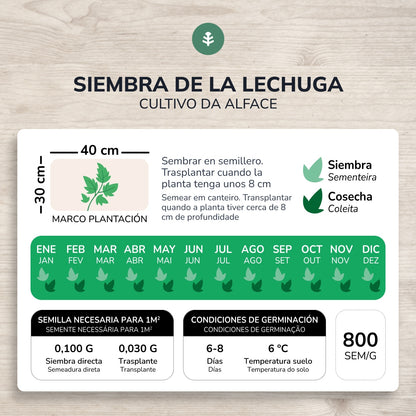 Pack de Semillas ECO "Ensaladas de Otoño"
