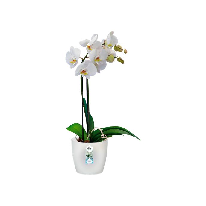 Macetero orquídeas Brussels Elho Translúcido 13 cm