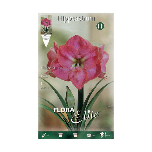 Bublo Amarillis rosa Elite 1 ud