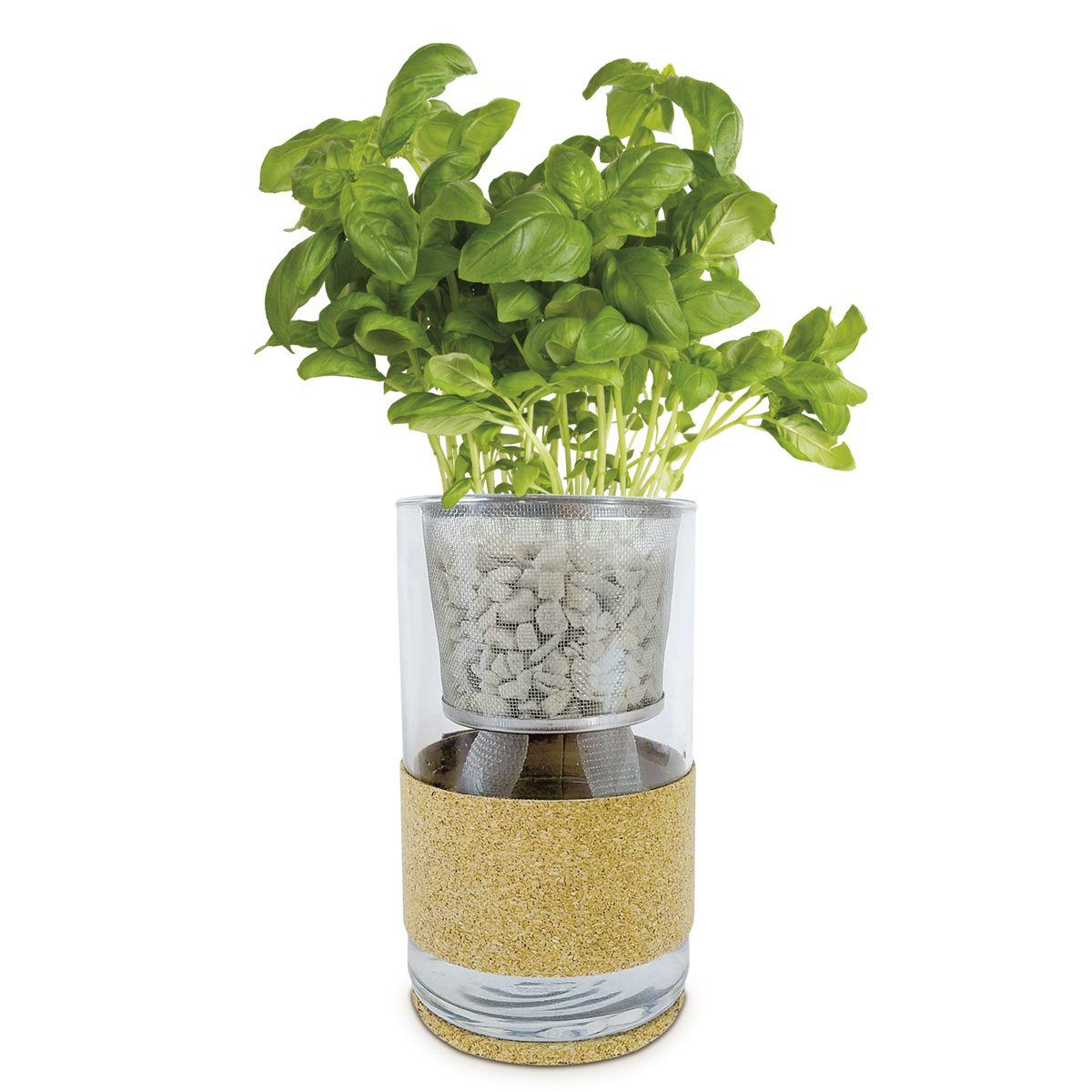 Cultivo hidropónico  menta - albahaca limón