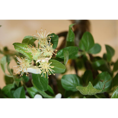 Bonsái Malus sp.9 años MANZANO