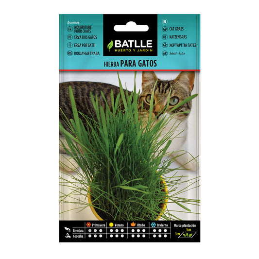 Semillas de  Hierba para Gatos