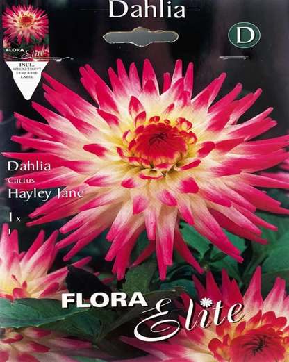 Semillas Dahlia Hayley Jane Batlle Flora Elite