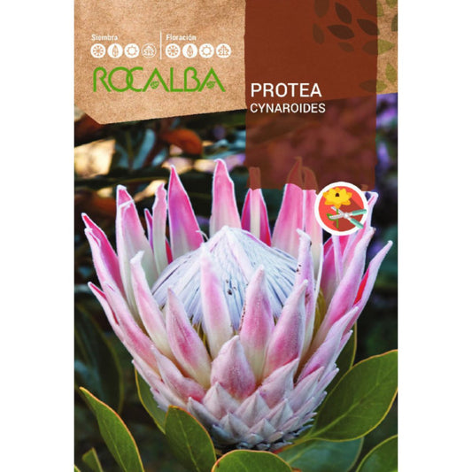 Semillas de Protea Cynaroides