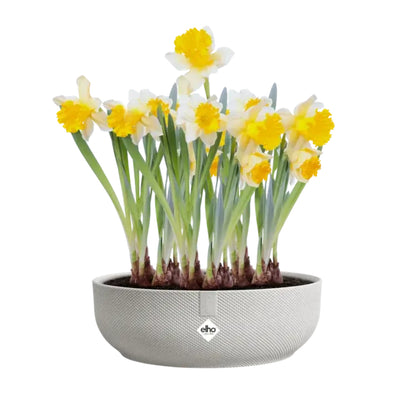 Bowl redondo Jazz bowl 28 cm Elho