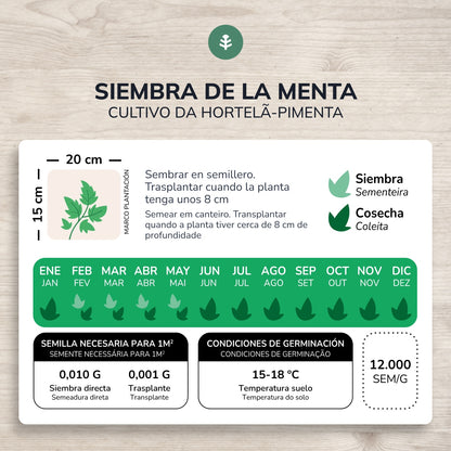 Semillas de Menta piperita ecológicas Planeta Huerto