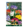 Bulbos Freesia doble mezcla 10 uds