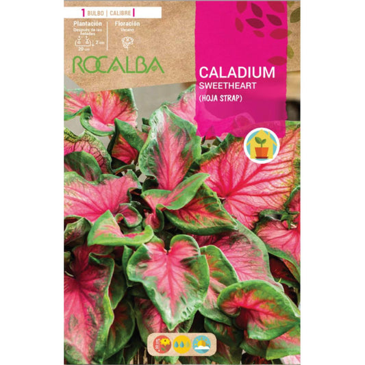 Caladium Sweetheart  hoja strap verde oscuro y rosa