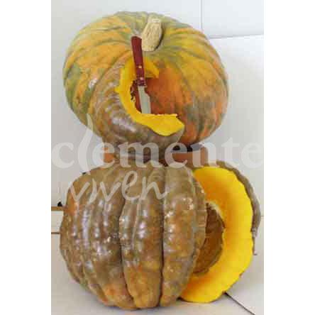Semillas ecológicas de Calabaza buen gusto dulce horno