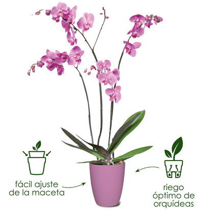 Macetero orquídeas Brussels High Elho blanco