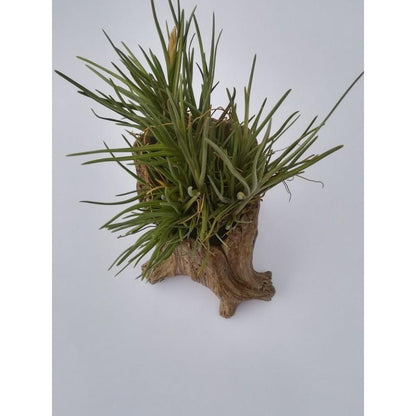 Tillandsia albertiana