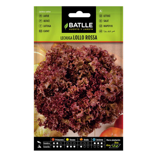 Semillas de lechuga Lollo rosa