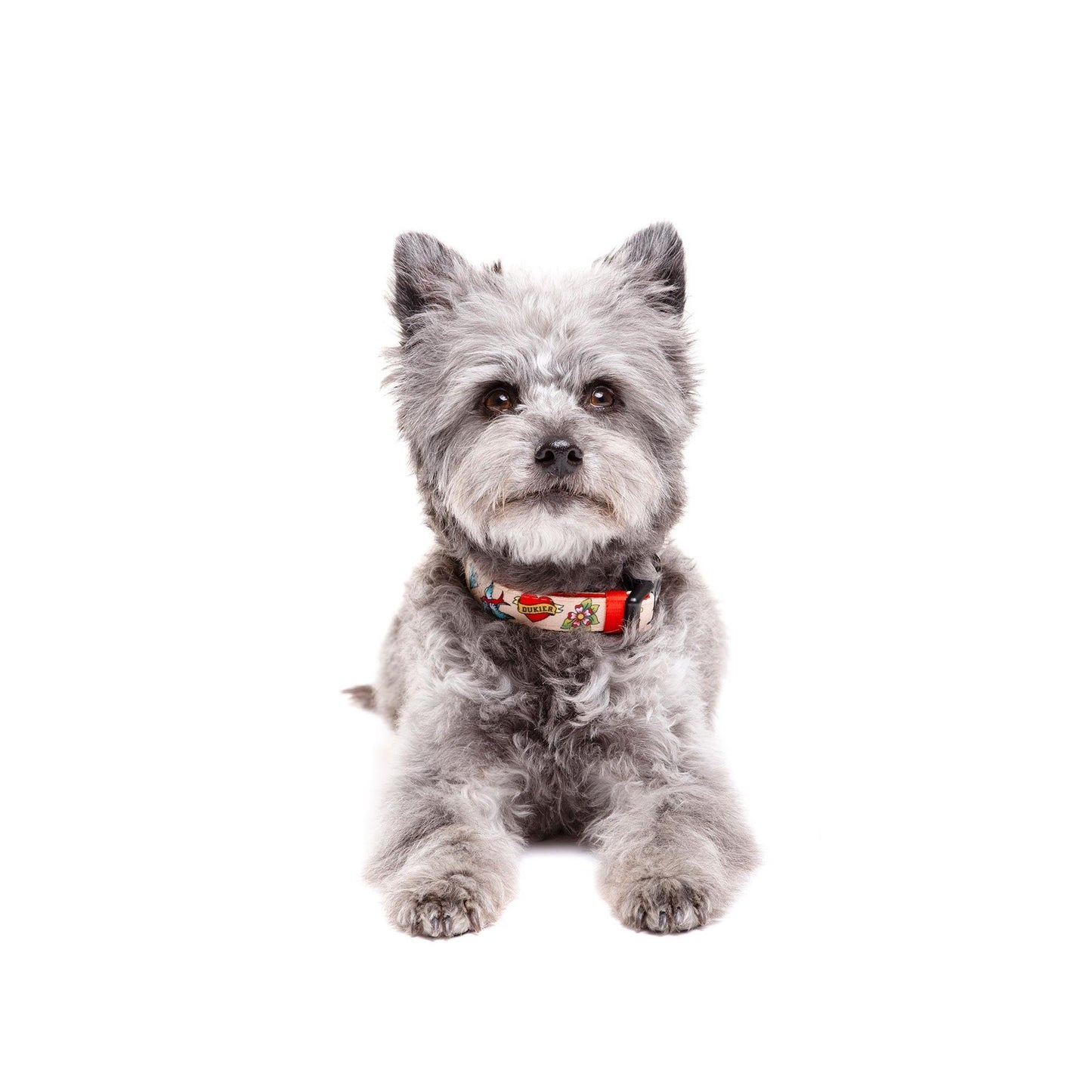Collar para perro Tattoo Dukier