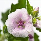 Leche corporal Malva Blanca Weleda, 200ml