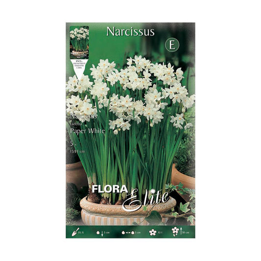 Bulbos Narciso Tazeta paperwhite Elite 5 uds