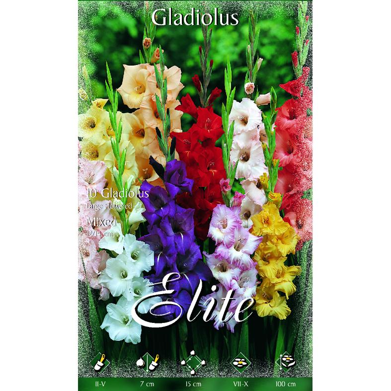 Bulbo Gladiolo mezcla 10 uds