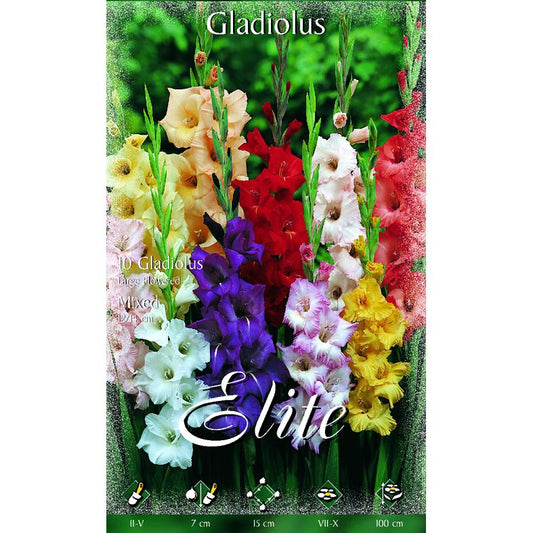 Bulbo Gladiolo mezcla 10 uds