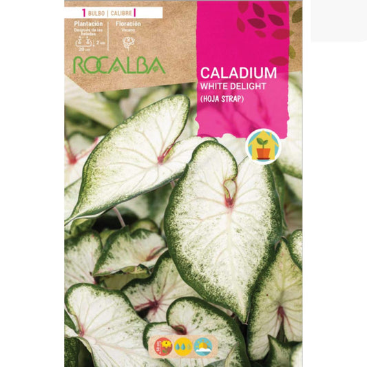 Caladium White delight  Hoja strap verde y blanco