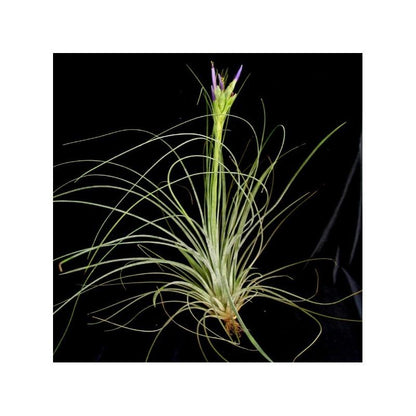 Tillandsia juncea