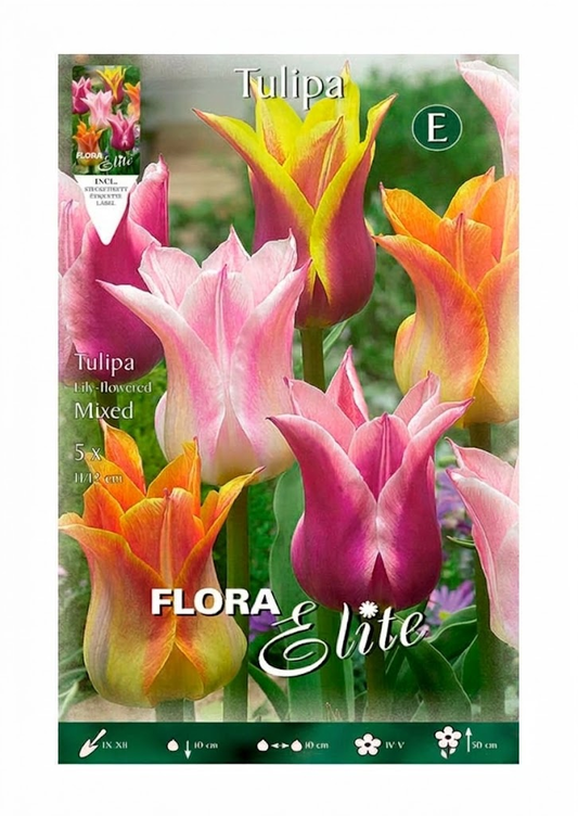 Bulbos Tulipán flor de lis mezcla 5 uds