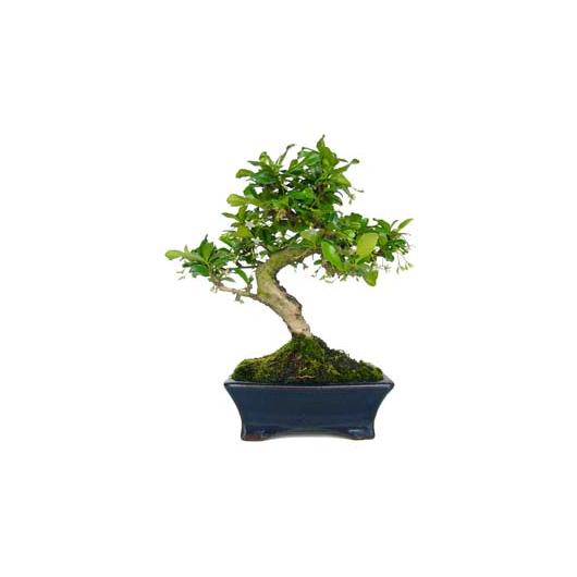 Bonsái Carmona microphylla 6 años - CARMONA