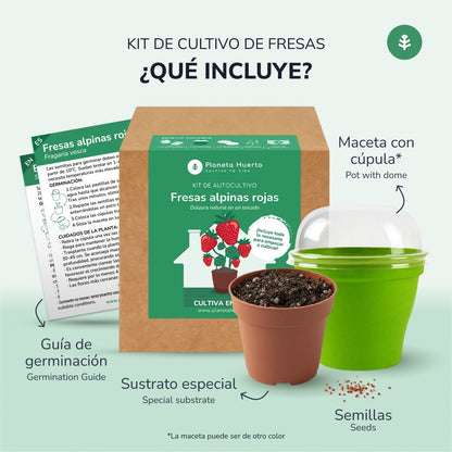 Kit de autocultivo Fresas alpinas rojas Planeta Huerto