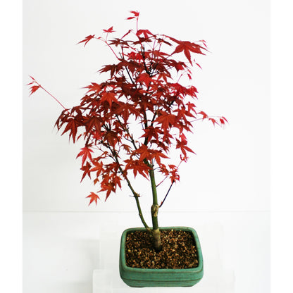 Bonsái Acer palmatum deshojo 7 años ARCE