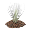 Tillandsia juncea