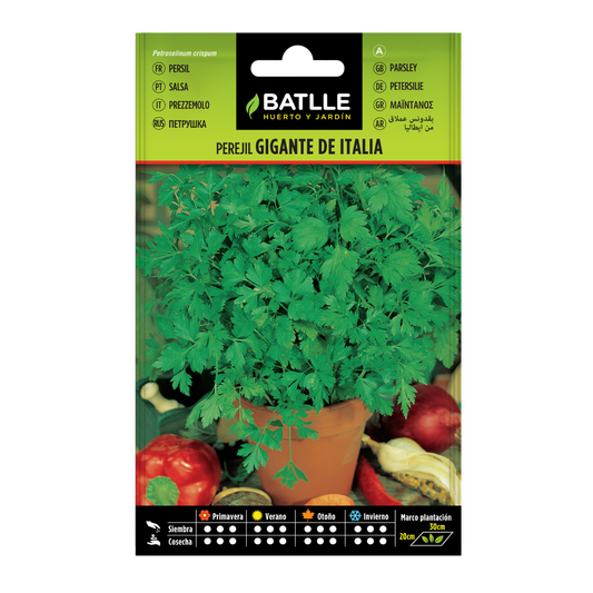 Semillas de  Perejil gigante de Italia Batlle