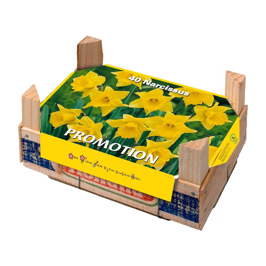 Caja Tray Narcisos Elite 40 uds