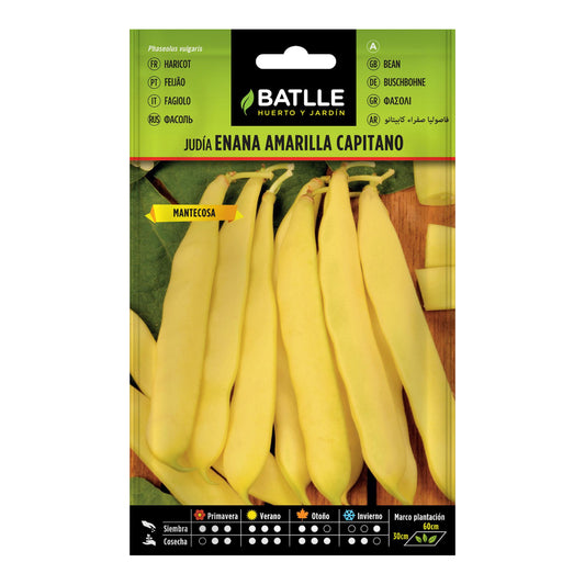 Semillas de  Judía enana amarilla Capitano 250 gr.