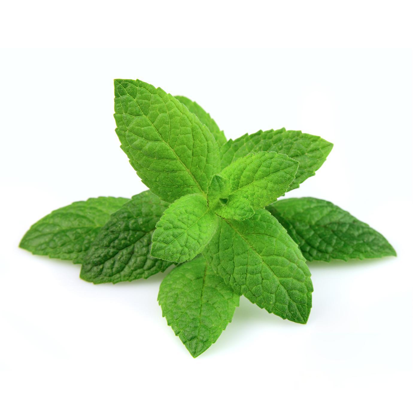 Plantón de Menta 6 uds. Gama Tradicional