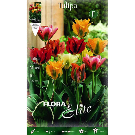 Bulbos Tulipán viridiflora mezcla Elite 10 uds