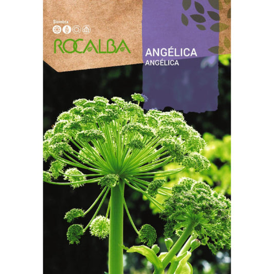 Semillas de Angélica