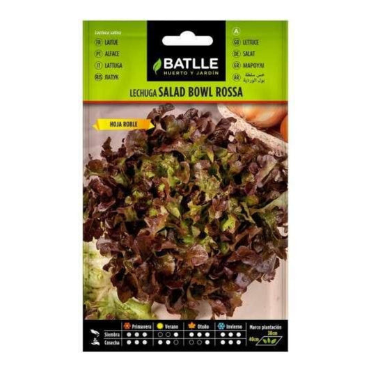 Semillas de  Lechuga Roble